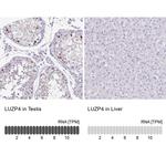 LUZP4 Antibody in Immunohistochemistry (IHC)