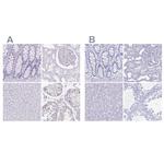 LUZP4 Antibody in Immunohistochemistry (IHC)