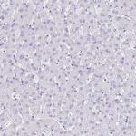 LUZP4 Antibody in Immunohistochemistry (IHC)