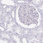 LUZP4 Antibody in Immunohistochemistry (IHC)