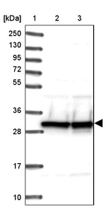 SNRPA Antibody in Western Blot (WB)