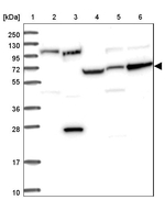 RPAP2 Antibody in Western Blot (WB)