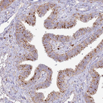 TMEM229B Antibody in Immunohistochemistry (Paraffin) (IHC (P))