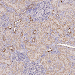 TMEM229B Antibody in Immunohistochemistry (Paraffin) (IHC (P))