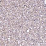 RPL18 Antibody in Immunohistochemistry (Paraffin) (IHC (P))