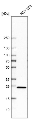 RPL18 Antibody in Western Blot (WB)