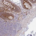 SGK494 Antibody in Immunohistochemistry (Paraffin) (IHC (P))