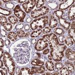 SPSB3 Antibody in Immunohistochemistry (Paraffin) (IHC (P))