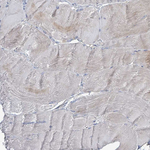 ZFPM1 Antibody in Immunohistochemistry (Paraffin) (IHC (P))