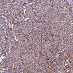 ZNFX1 Antibody in Immunohistochemistry (Paraffin) (IHC (P))