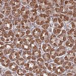 PRR7 Antibody in Immunohistochemistry (Paraffin) (IHC (P))