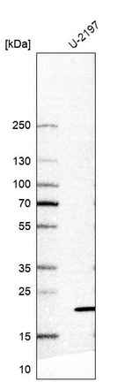 T126A Antibody in Western Blot (WB)