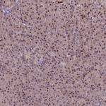 SHC3 Antibody in Immunohistochemistry (Paraffin) (IHC (P))