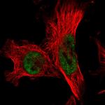 FCF1 Polyclonal Antibody