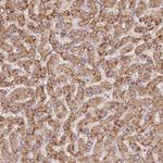 UQCRQ Antibody in Immunohistochemistry (Paraffin) (IHC (P))