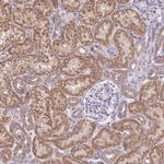 BOLA2 Antibody in Immunohistochemistry (Paraffin) (IHC (P))