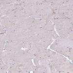 BOLA2 Antibody in Immunohistochemistry (Paraffin) (IHC (P))