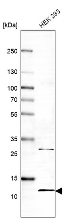 BOLA2 Antibody in Western Blot (WB)