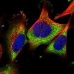 C6orf154 Polyclonal Antibody