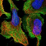 DOM3Z Antibody in Immunocytochemistry (ICC/IF)
