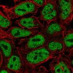 PWWP2A Polyclonal Antibody