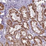 PWWP2A Antibody in Immunohistochemistry (Paraffin) (IHC (P))