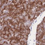 C19orf10 Antibody in Immunohistochemistry (Paraffin) (IHC (P))