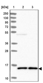 C19orf10 Antibody in Western Blot (WB)