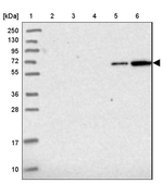 ZSWIM1 Antibody in Western Blot (WB)