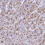 PIGU Antibody in Immunohistochemistry (Paraffin) (IHC (P))