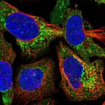 MRPL54 Antibody in Immunocytochemistry (ICC/IF)
