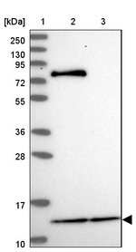 MRPL54 Antibody in Western Blot (WB)