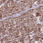 MRPS12 Polyclonal Antibody