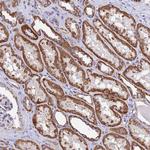 MRPS12 Antibody in Immunohistochemistry (Paraffin) (IHC (P))