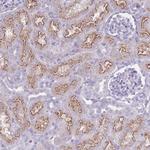 PAIP2B Antibody in Immunohistochemistry (Paraffin) (IHC (P))