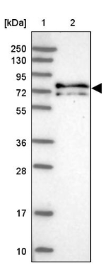 KANSL1L Antibody in Western Blot (WB)