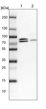 KANSL1L Antibody in Western Blot (WB)