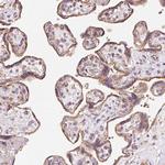 PRRC2A Polyclonal Antibody