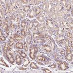 PRRC2A Antibody in Immunohistochemistry (Paraffin) (IHC (P))