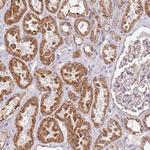 RMND5A Polyclonal Antibody