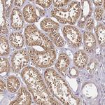 CF136 Antibody in Immunohistochemistry (Paraffin) (IHC (P))