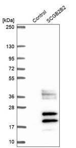 SCGB2B2 Antibody in Western Blot (WB)