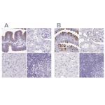 CAPSL Antibody in Immunohistochemistry (IHC)
