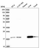 ARL17A Antibody in Western Blot (WB)