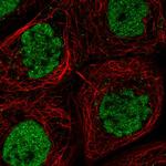 CLK3 Polyclonal Antibody