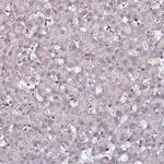 CLK3 Antibody in Immunohistochemistry (Paraffin) (IHC (P))