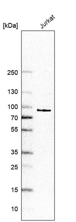 CLK3 Antibody in Western Blot (WB)