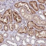 B4GALT4 Polyclonal Antibody