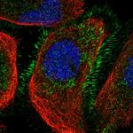 CCNYL1 Polyclonal Antibody