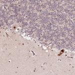 CCNYL1 Antibody in Immunohistochemistry (Paraffin) (IHC (P))